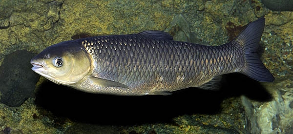 Amur Amur