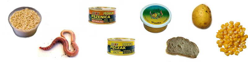 Przynęta na karasia Przynęta na karasia