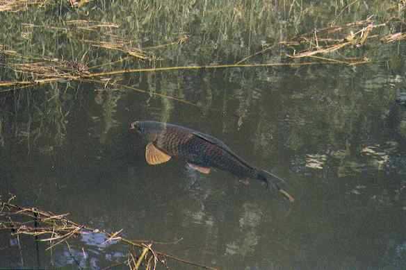 karpiowanie karpiowanie